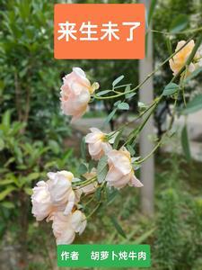 霸婿崛起524章节内容