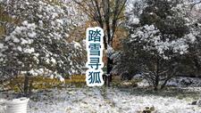 黑狐王暴怒