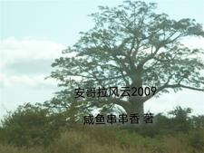 安哥拉贴吧