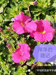 萍萍是怎么写