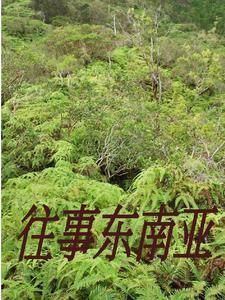 去缅北的都是什么人