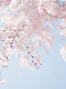 人设occ是什么意思