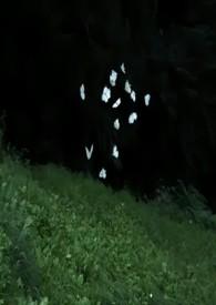 蔚然大观