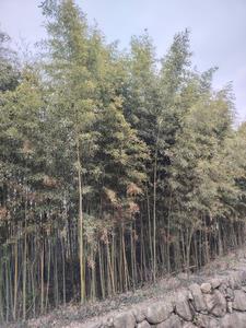 敬斋箴原文翻译
