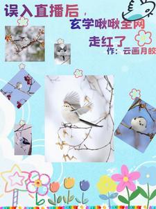 小金乌喜欢杨婵吗